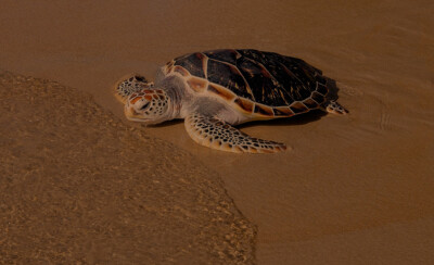 Centro Adria: scopri il Centro di Recupero e Riabilitazione delle Tartarughe Marine