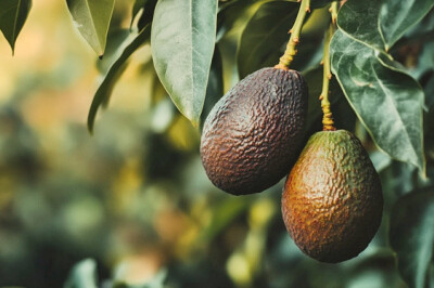 Avocado - Persea americana - avocado