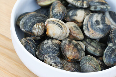 Vongola Verace - Vongola Verace