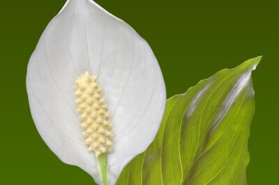 Spathiphyllum - Spathiphyllum
