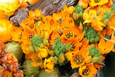 Ornitogallo - Ornitogallo