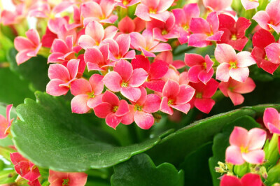 Kalanchoe - Kalanchoe