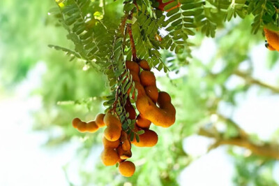 Pianta del Tamarindo - pianta tamarindo