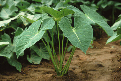 Pianta dell'Eddo - pianta-eddo