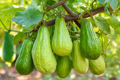  Pianta del Chayote - Pianta del Chayote