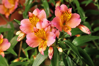 Alstroemeria - Alstroemeria