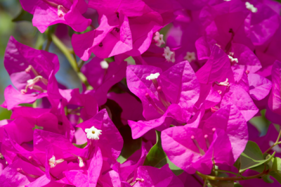 Bouganvillea Sanderiana - BOUGANVILLEA-SANDERIANA