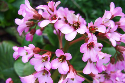 Bergenia - Bergenia-scelte-per-te