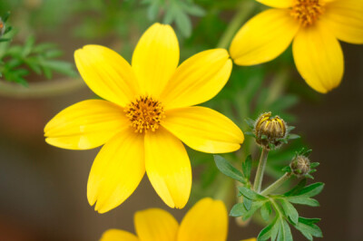 Bidens - Bidens
