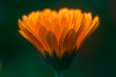 Calendula - Calendula