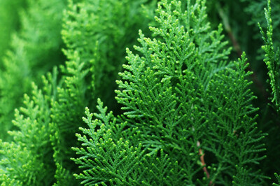 Chamaecyparis - Chamaecyparis