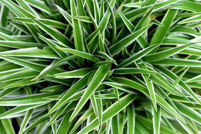 Chlorophytum Ocean - Chlorophytum-Ocean