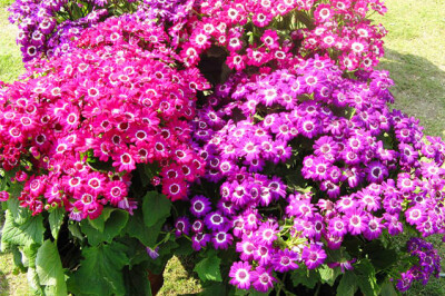 Cineraria - Cineraria-scelte-per-te-giardino