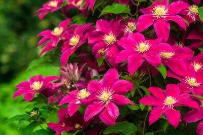 Clematide - Clematide