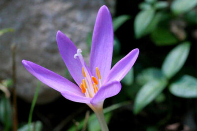 Colchico - Colchico-scelte-per-te-giardino