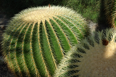 Echinocactus Grusonii - Echinocactus-grusonii