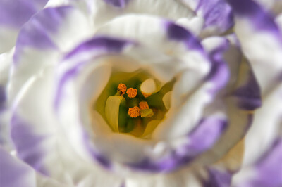 Eustoma - Eustoma