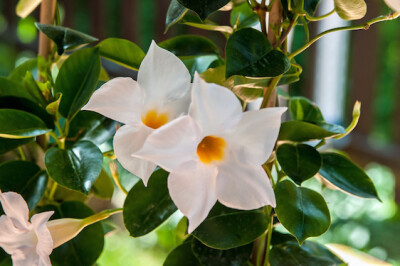 Mandevilla - Fotolia_113717115_S