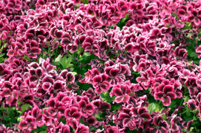 Geranio Edera - Geranio-Edera