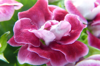 Gloxinia - Gloxinia