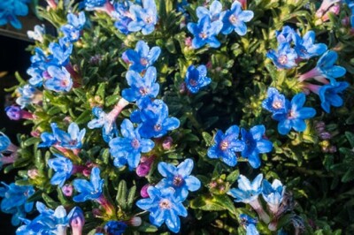 Lithodora - LITHODORA