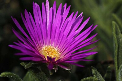 Lampranto - Lampranto