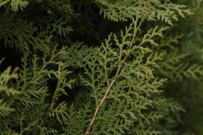 Cipresso Leylandii - Leylandii-Cupressocyparis