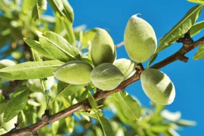 Mandorlo - Mandorlo-sito