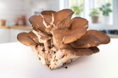 Fungo Pleurotus ostreatus - Fungo Pleurotus ostreatus