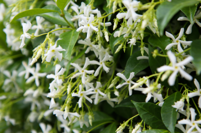 Rhyncospermum (falso gelsomino) - Rhyncospermum