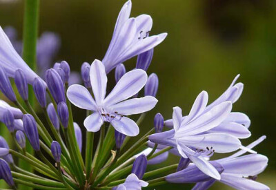 Agapanto - agapanto-scelte-per-te