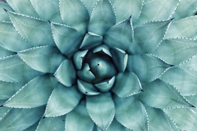 Agave - agave