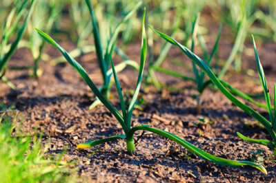 Aglio - aglio-frutto