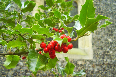 Agrifoglio - agrifoglio-scelte-per-te-giardino