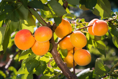 Albicocco - alb-albic