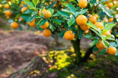 Pianta del Mandarino - albero-mandarino
