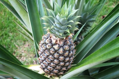 Pianta dell'Ananas - ananas-pianta