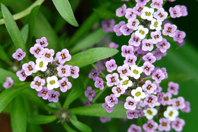 Arabide - arabide-scelte-per-te