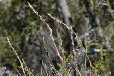 Pianta dell'asparago - asparago