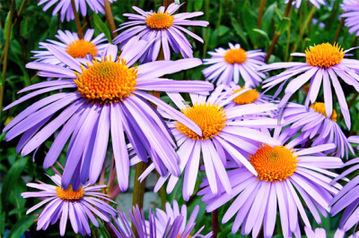 Astro Alpino - astro-alpino-scelte-per-te-giardino