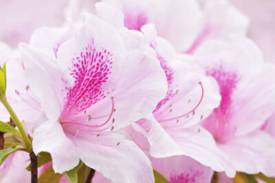 Azalea Indica - azalea-indica