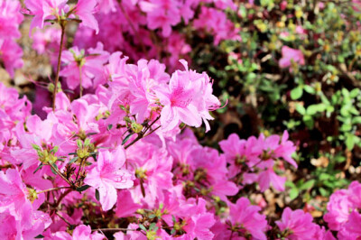 Azalea Japonica - azalea-japonica