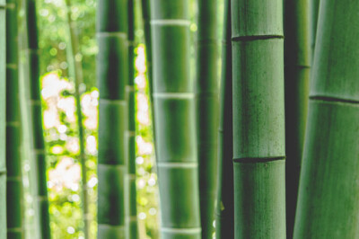 Bambusa - bambusa