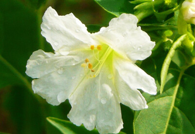 Bella di notte (Mirabilis Jalapa) - bella-di-notte-scelte-per-te