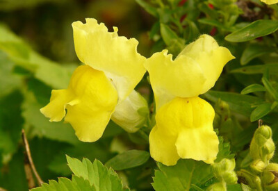 Bocche di Leone - bocche-di-leone