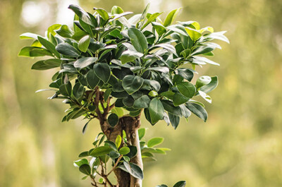 Bonsai Ficus Ginseng - bonsai-ficus-ginseng