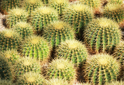 Cactus - cactus-scelte-per-te