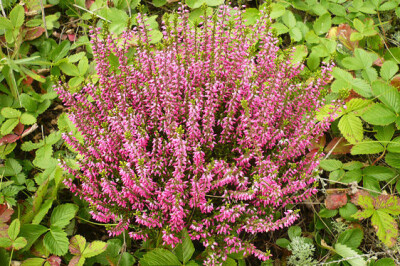 Calluna - calluna-scelte-per-te1
