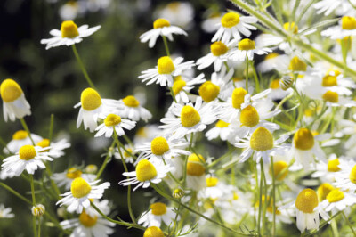 Camomilla in fiori - camomilla-in-fiore