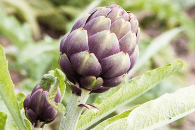 Pianta del Carciofo - carciofo-pianta